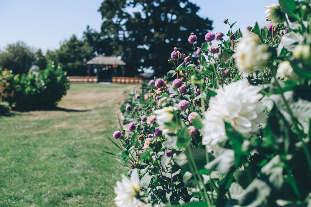 Dahlias ArbourTrevenna