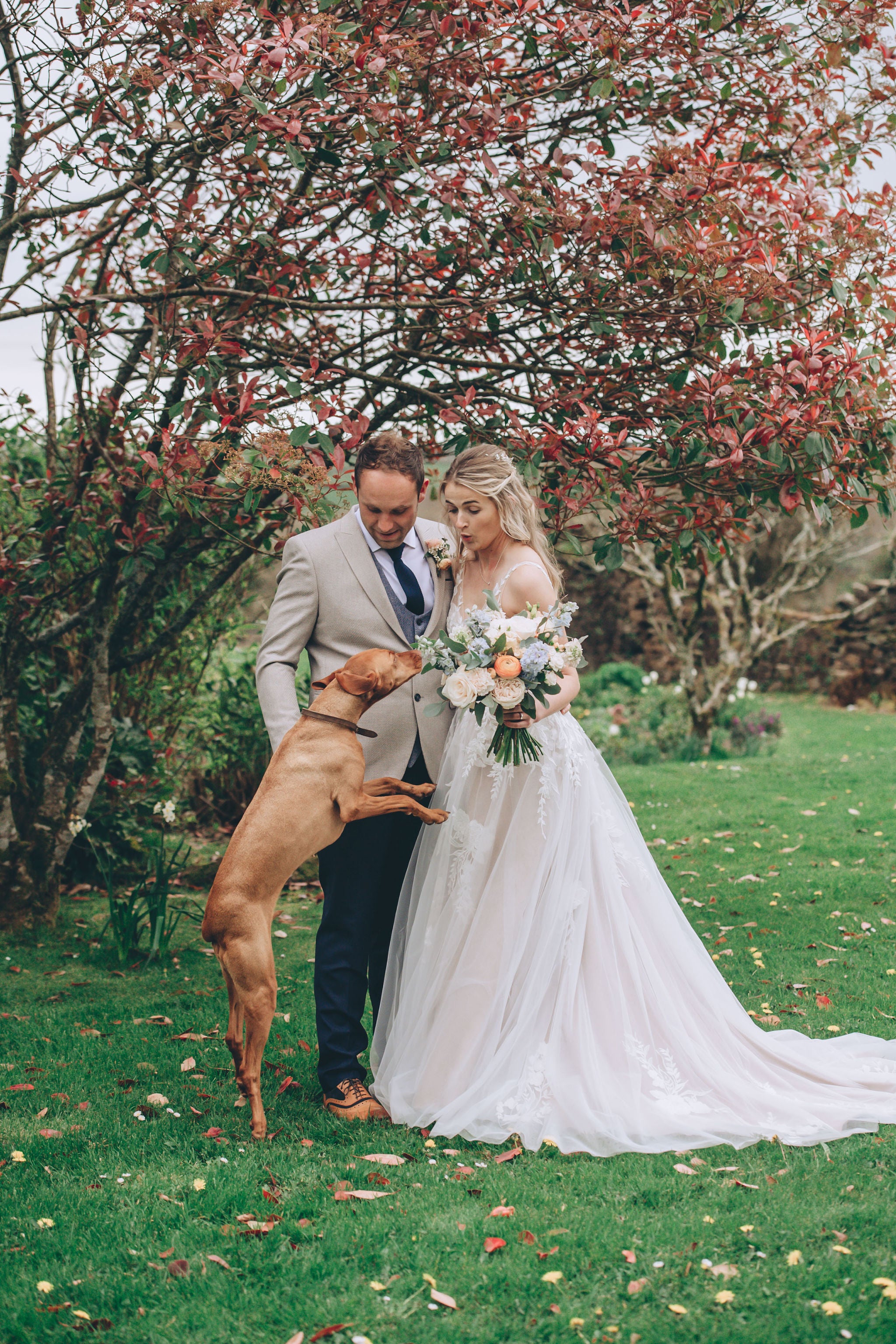 Excited dog with bride at Trevenna wedding barns
