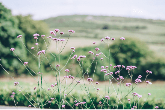 Flower meadow with view to Berry Tor Trevenna