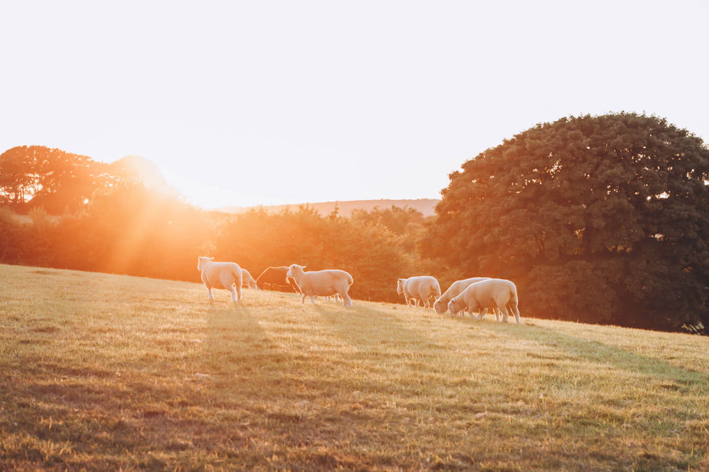 Sheeps in the Sun