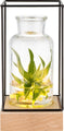 Gadgy Vaas met LED Verlichting - Vaaslamp - Glazen Vaas met Lamp - Moederdag Cadeautje - Hydroponie - Werkt op Batterijen – Tafellamp - Ø11 cm - e11ebda5-1502-4a92-8882-1bbcca882b08
