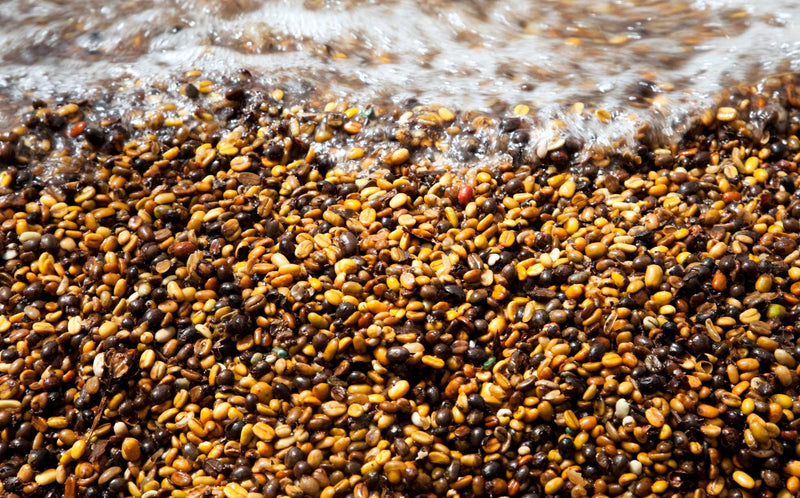 Méthode lavée ou humide de traitement des grains de café