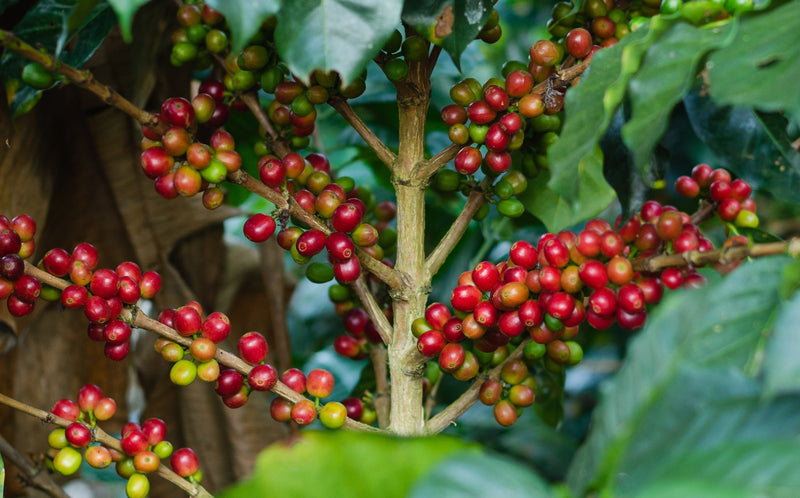 Colombia: paese produzione caffè Arabica