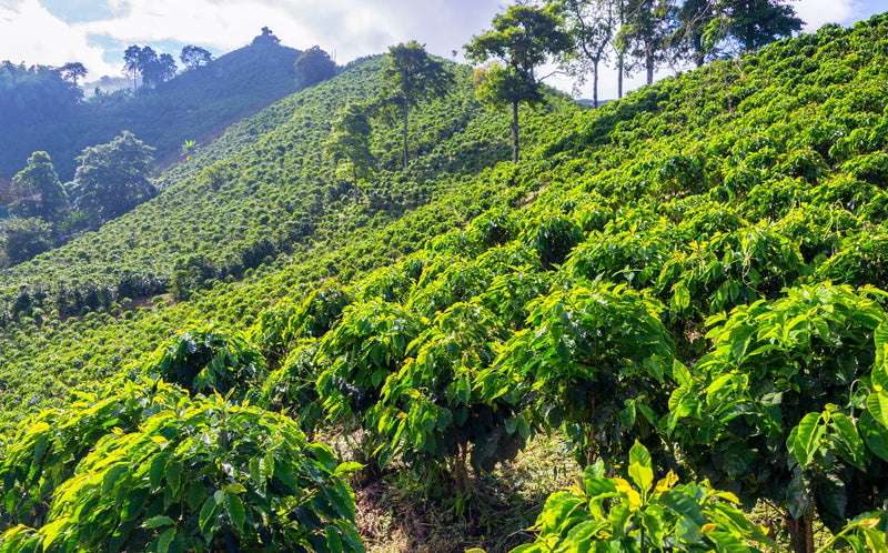 Caffè e Viaggi: Colombia