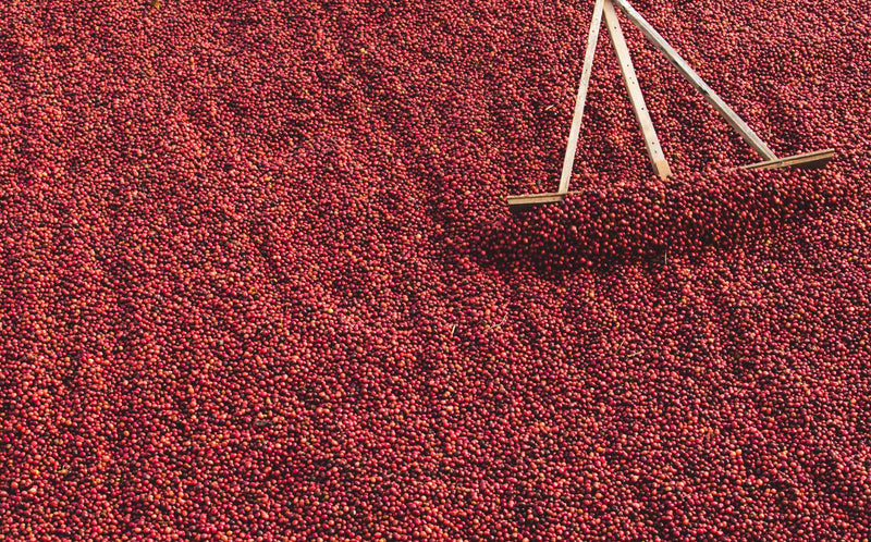 processing processes of all types of coffee, including Specialty Coffee