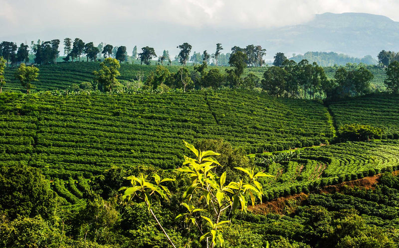 Costa Rican Tarrazu: caffè specialty, Costa Rica