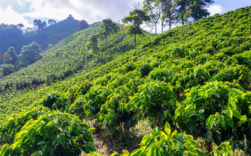 Etiopia: paese originario per la produzione di caffè