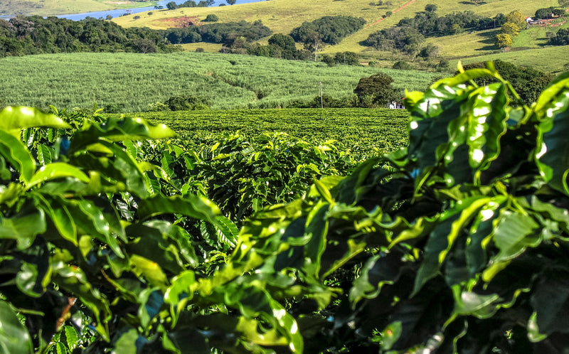 Guatemala: paese di produzione di caffè di alta qualità