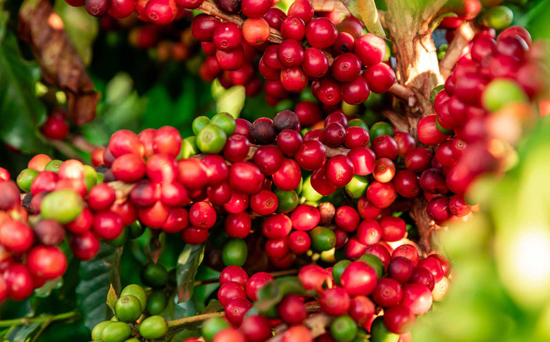 Guatemalan Antigua: caffè specialty, Guatemala
