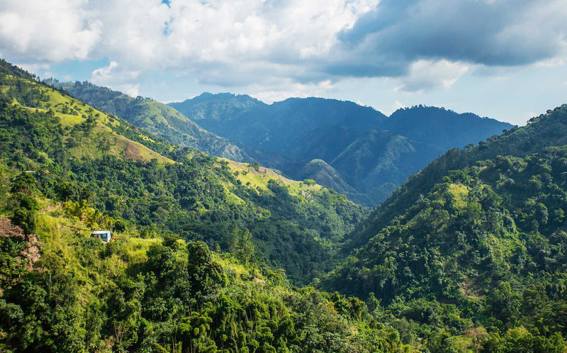 Jamaican Blue Mountain: caffè specialty Giamaica Orientale