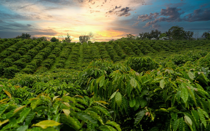 piantagione di caffè - coltivazione del caffè