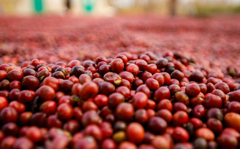 Sumatra Mandheling: caffè specialty, isola di Sumatra, in Indonesia