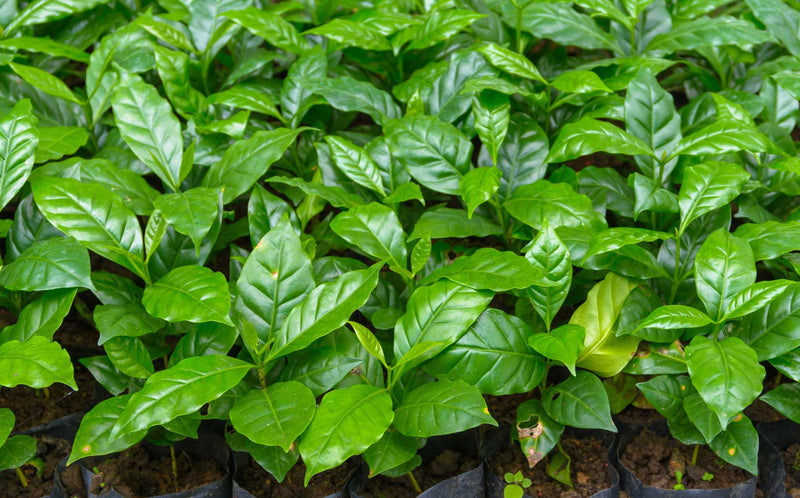 Tanzanian Peaberry: caffè specialty, Tanzania