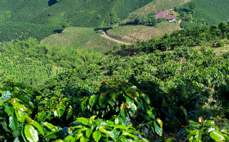coltivazione del caffè in Vietnam: Robusta e Arabica