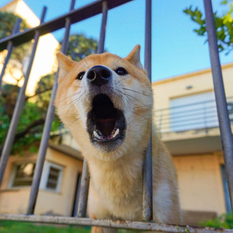 ASTUCE-ANTI-ABOIEMENT-DE-CHIEN