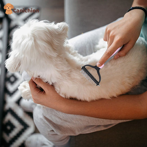 brosse-pour-chien-efficace