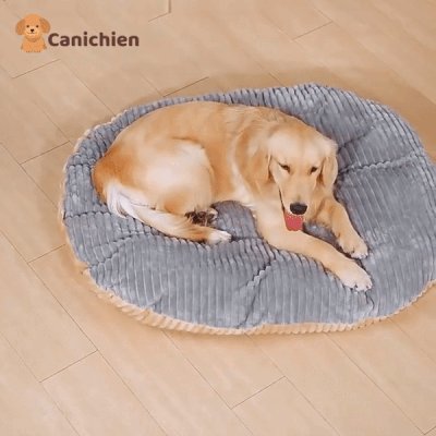 coussin-anti-stress-chien