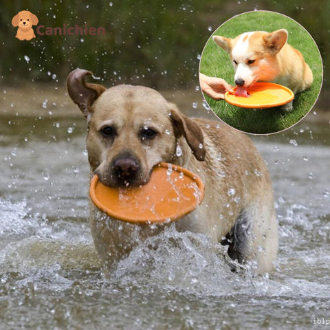 frisbee-chien-3-en-1