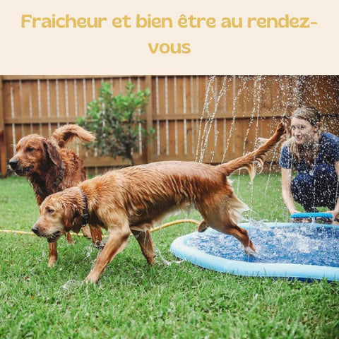 piscine-pour-chien-interaction