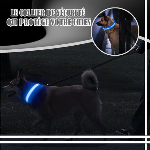 collier-lumineux-chien-securité