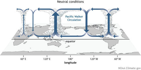 pacific walker circulation