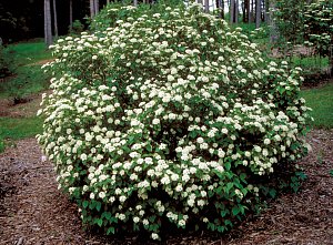 arrowwood viburnum hedge