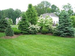 Evergreen Trees in Landscaping