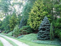 Evergreen Trees in Landscaping