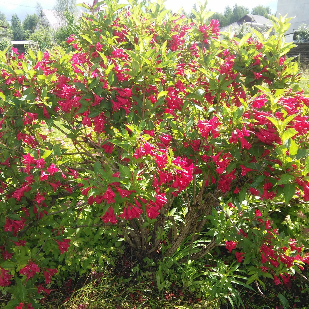 Red Weigela Shrubs