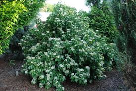 Wither Rod Viburnum