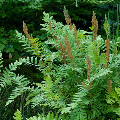 Native Fern