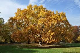 American Sycamore