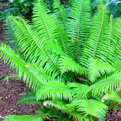 Native Fern