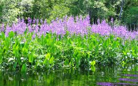 Wetland Plants