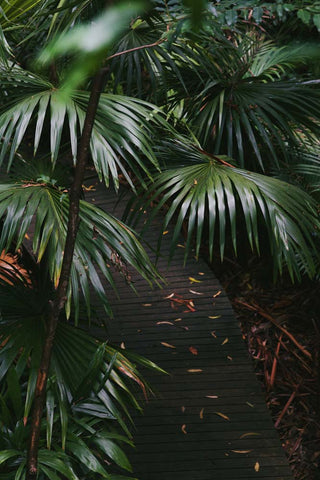 margaret river region australia green leaves