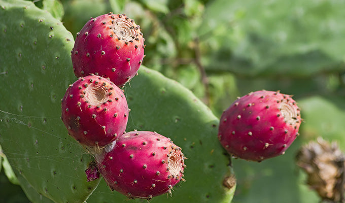 Prickly Pear Oil - Cold Pressed & Unrefined - Natural Vitamin E, K + Amino  Acids.