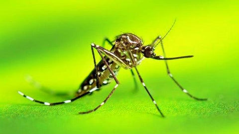 aedes aegypti combata o mosquito da dengue