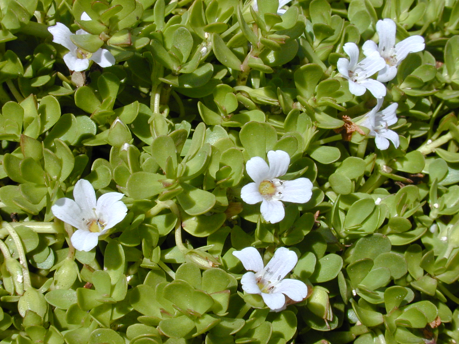 Bacopa monnieri.jpg__PID:917fd772-9103-4f5f-8b79-986866a55a44