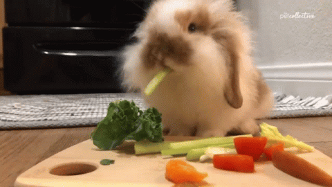 Conejo comiendo verduras