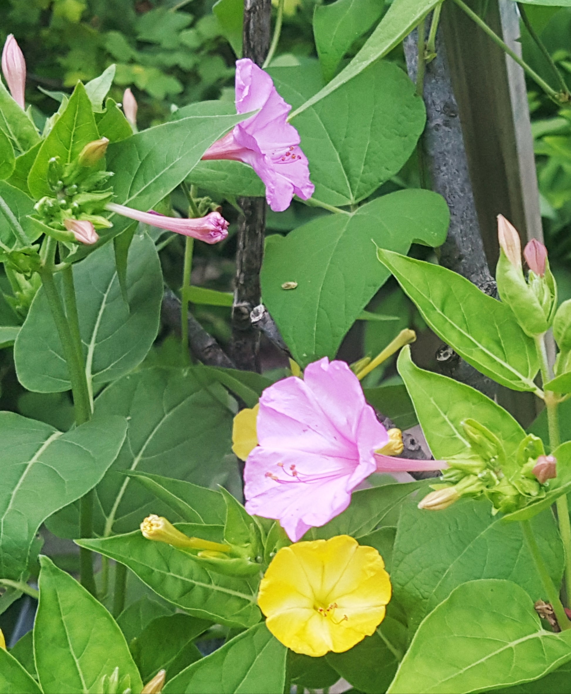 Semences belle de nuit rose et jaune - Les Semences La Campagnarde – Les  semences la campagnarde