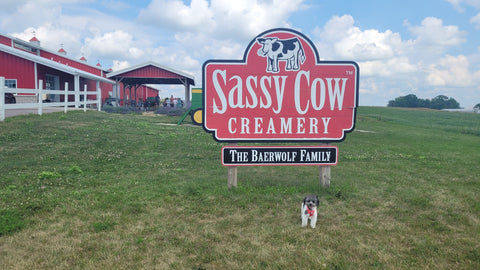 Sassy Cow Creamery and Baby Jack Luna Dog 