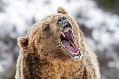 grizzly roaring