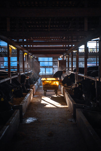 平井牛は安心・安全の自家産和牛です。