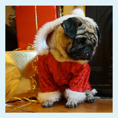 Vinny The Christmas Pug