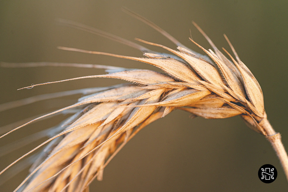 Close up to wheat plant