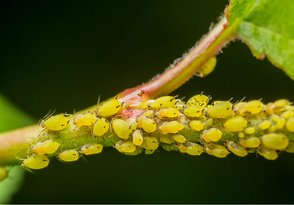 Aphids