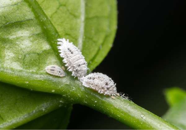 Mealybugs