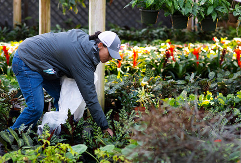 Picking Plants