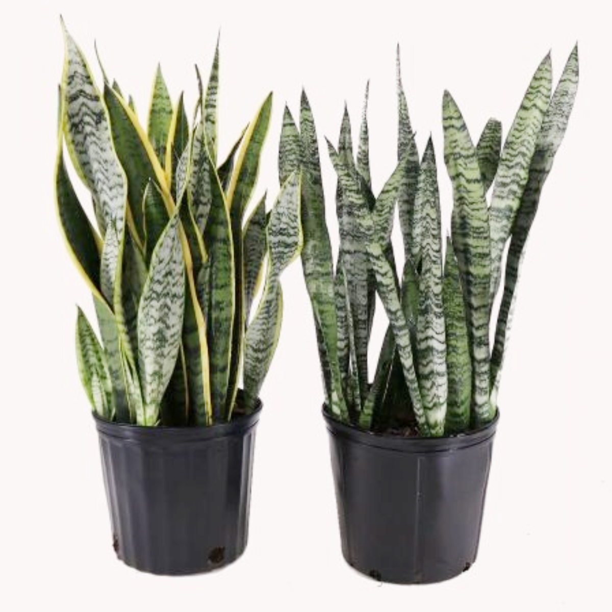 Sansevieria