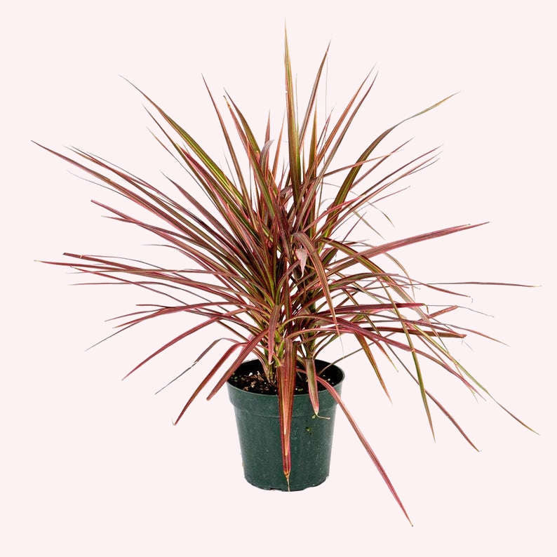 Dracaena Colorama